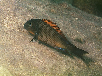 Tropheus sp. 'red' Cape Kachese